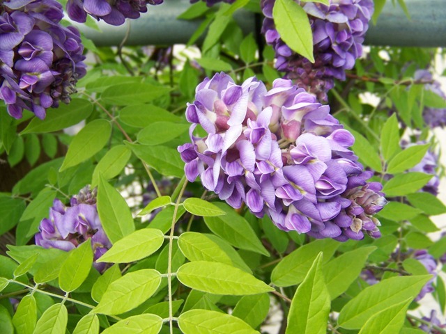 Amethyst Falls American Wisteria flowers